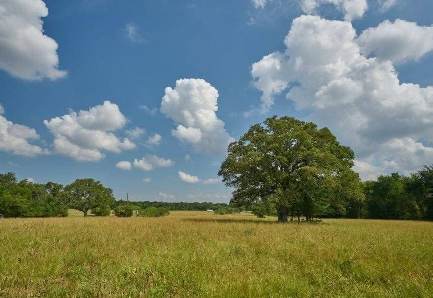 285 acres in Milam County - photo 40