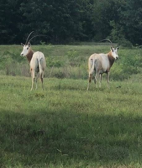 285 acres in Milam County - photo 35