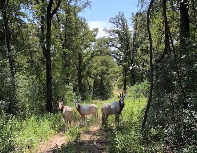 285 acres in Milam County - photo 36