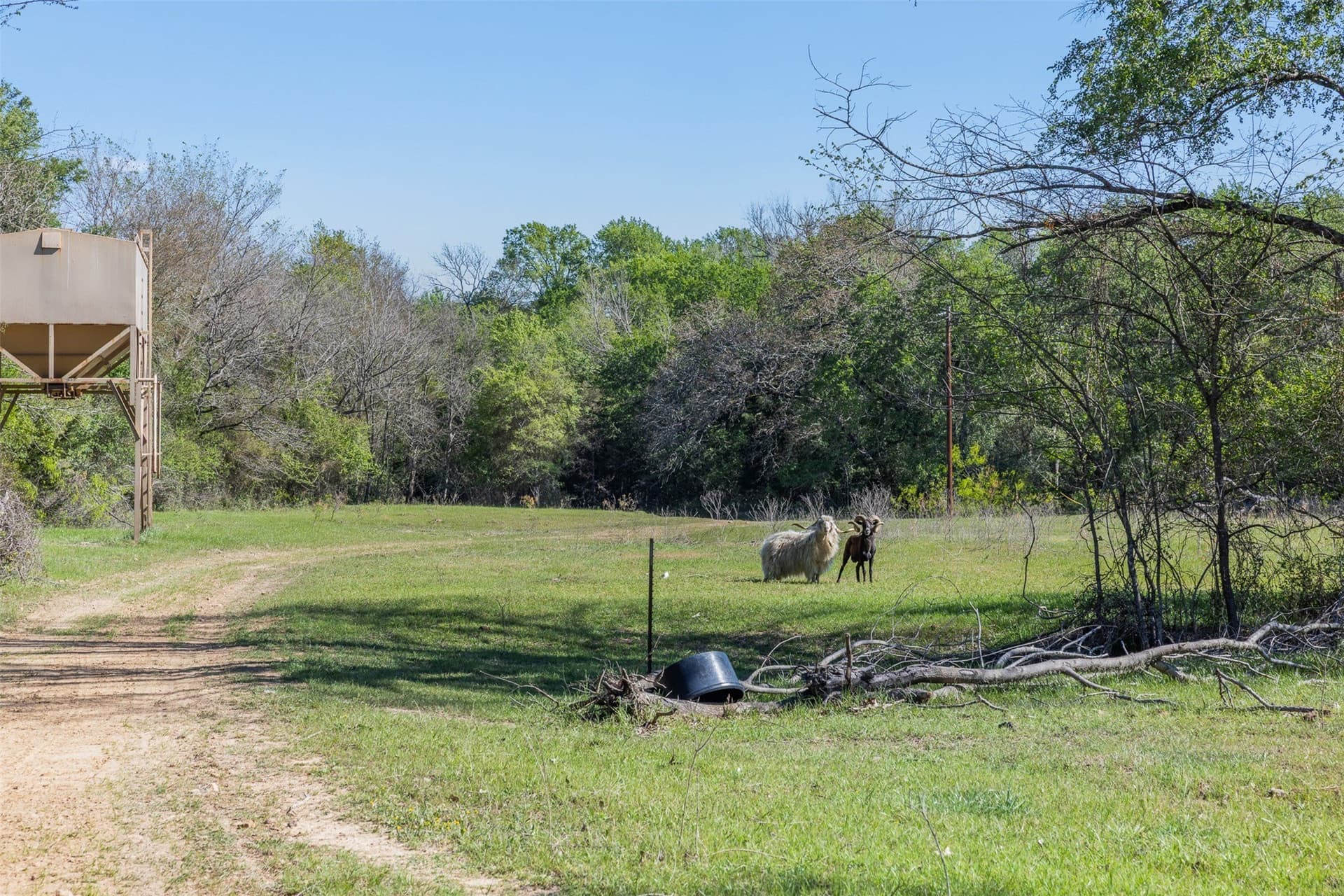 285 acres in Milam County - photo 6