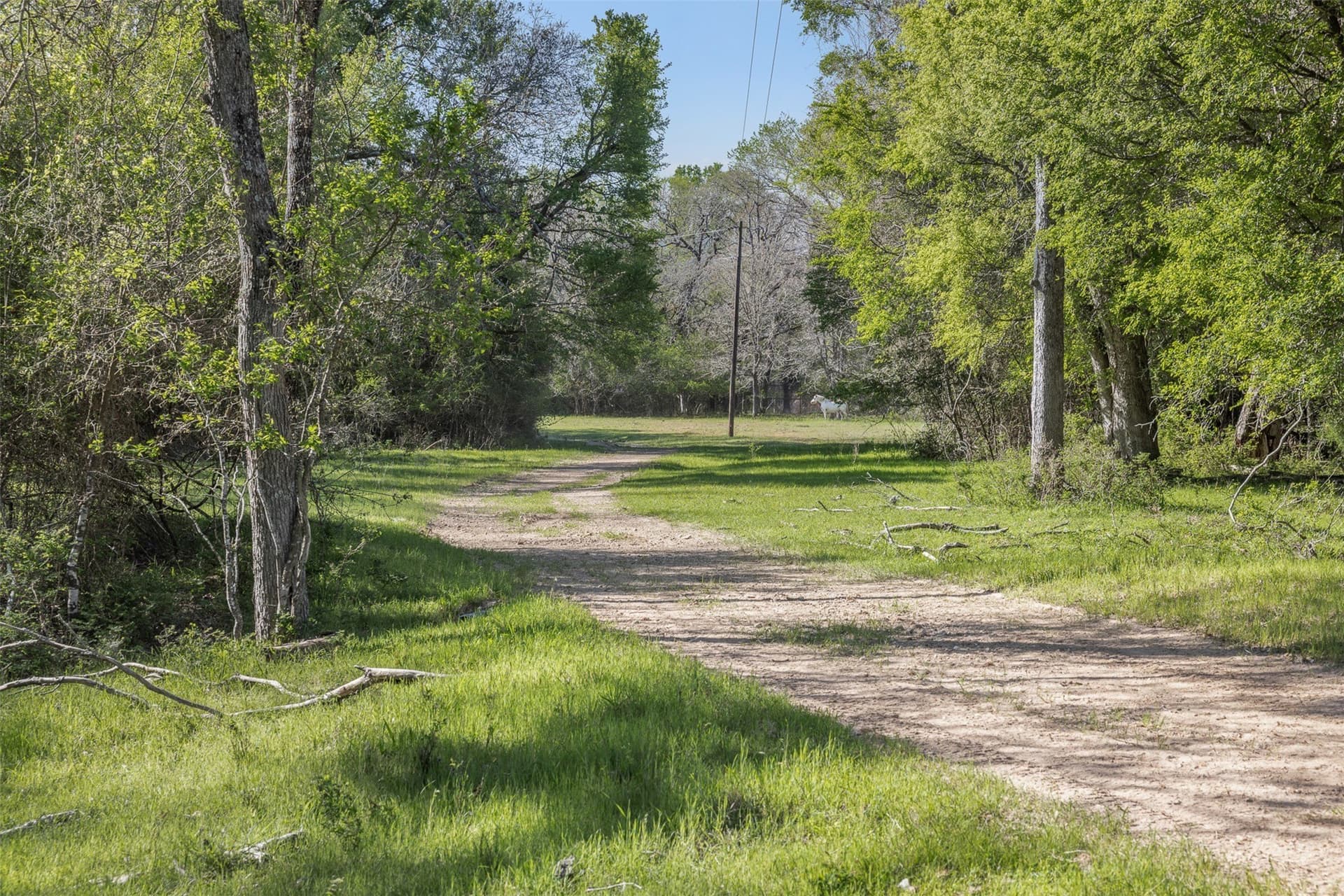 285 acres in Milam County - photo 5
