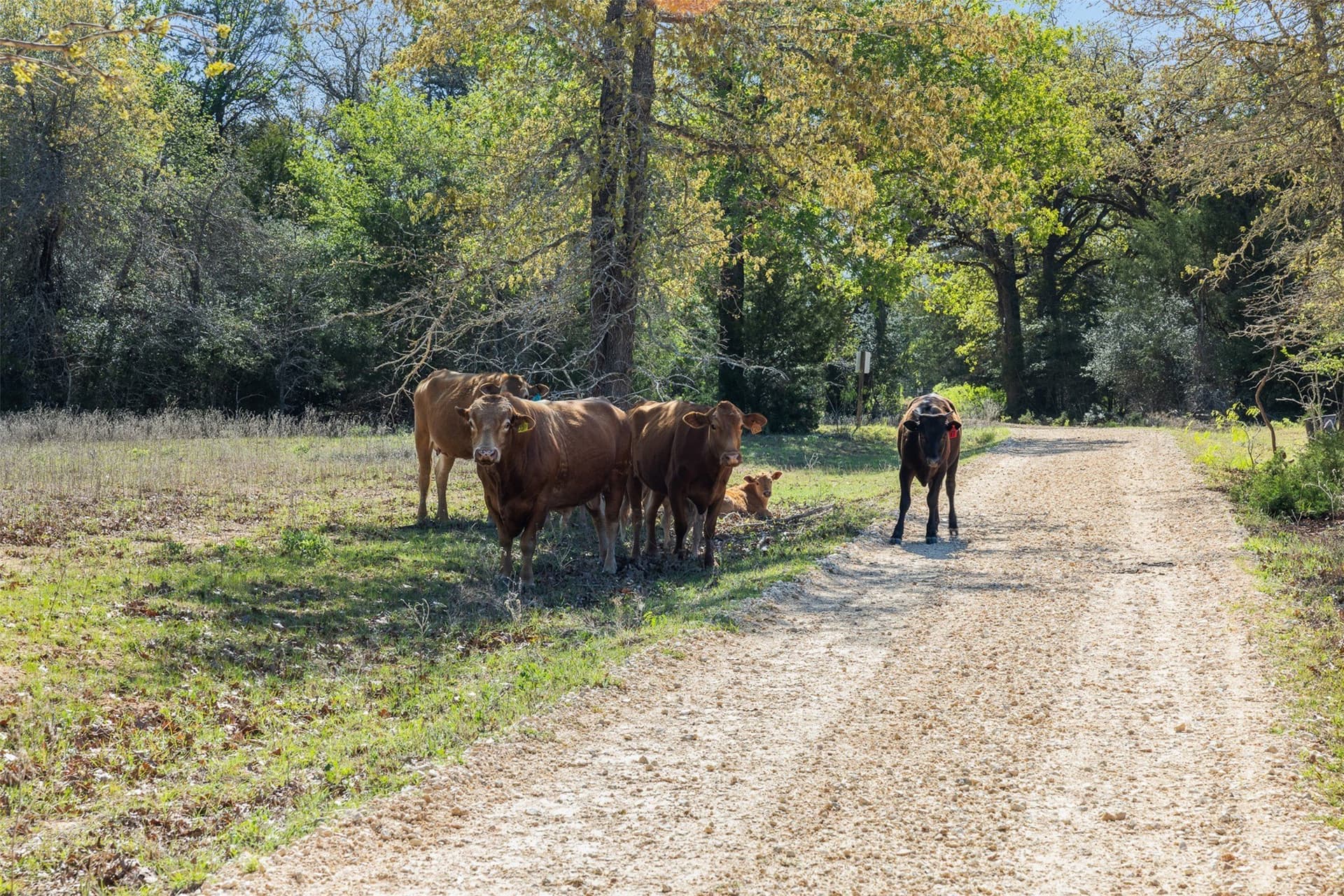 285 acres in Milam County - photo 18