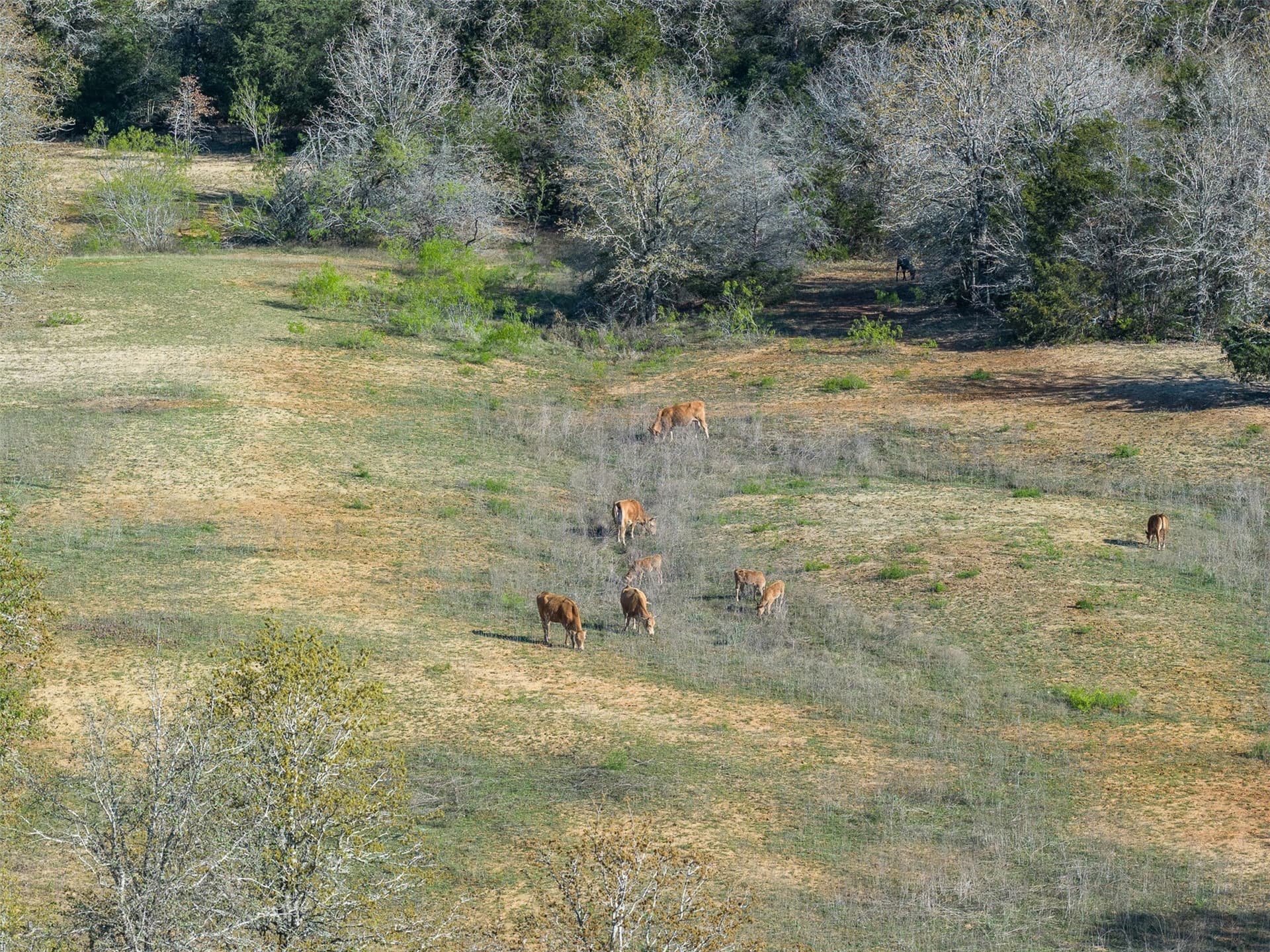 285 acres in Milam County - photo 31