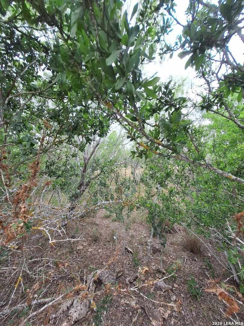 21.3 acres in Karnes County gallery image 3