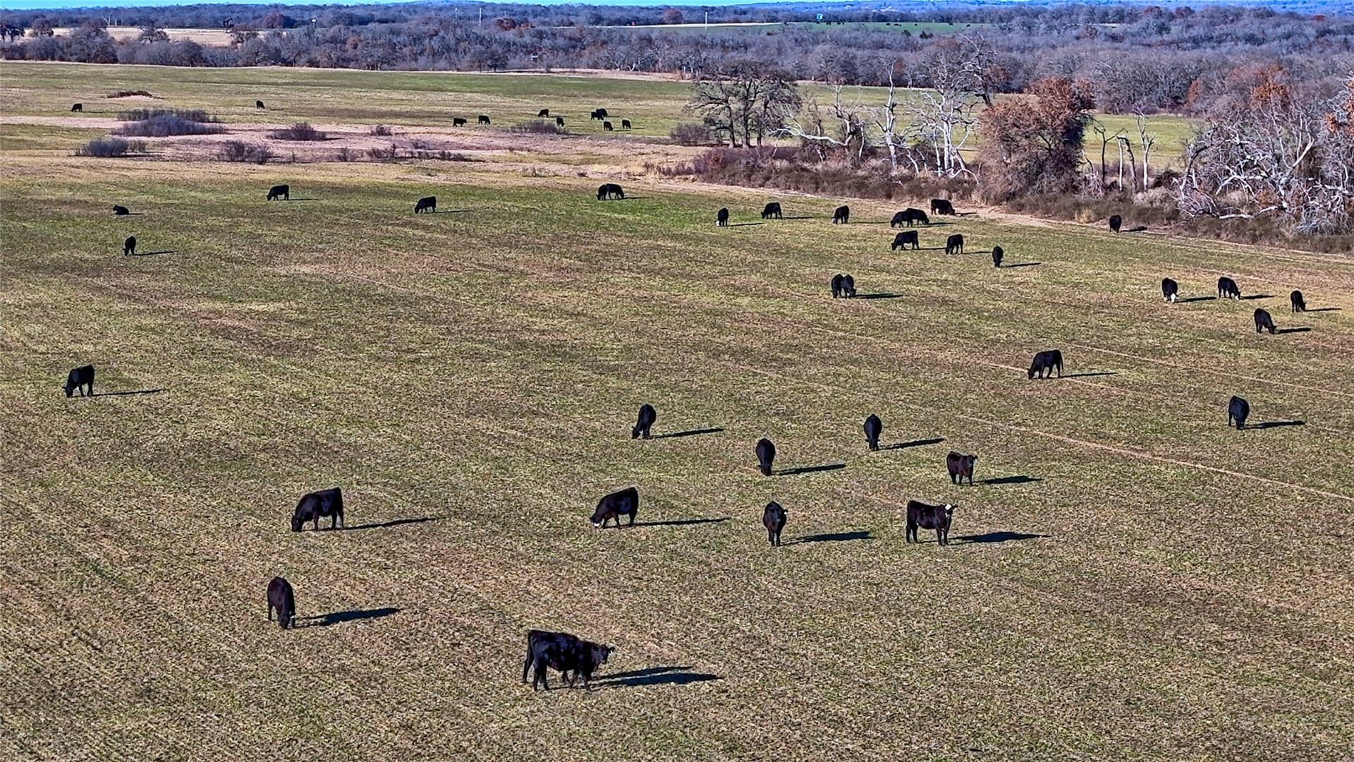 159.49 acres in Montague County - photo 12