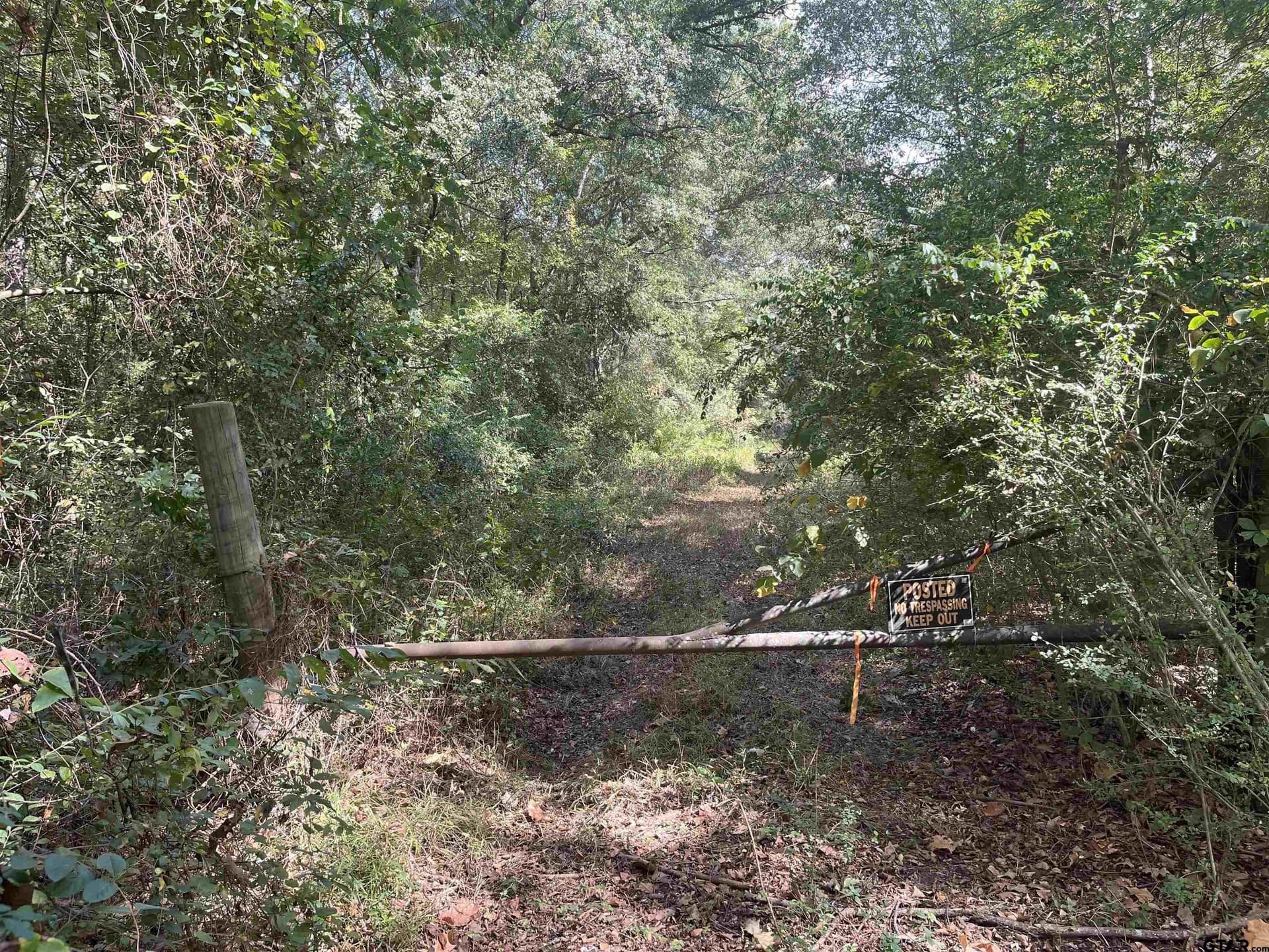 100 acres in Titus County featured view