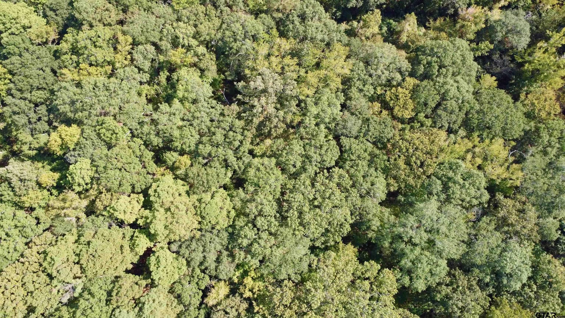 100 acres in Titus County gallery image 3