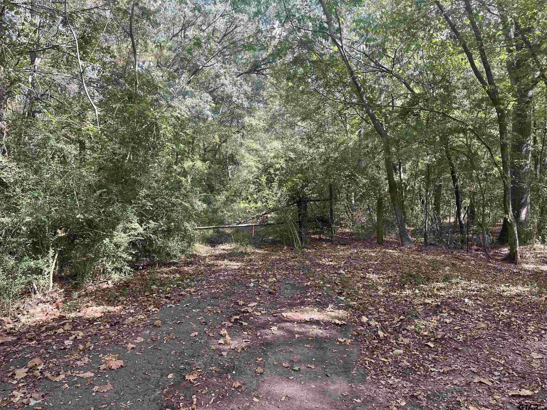 100 acres in Titus County gallery image 4