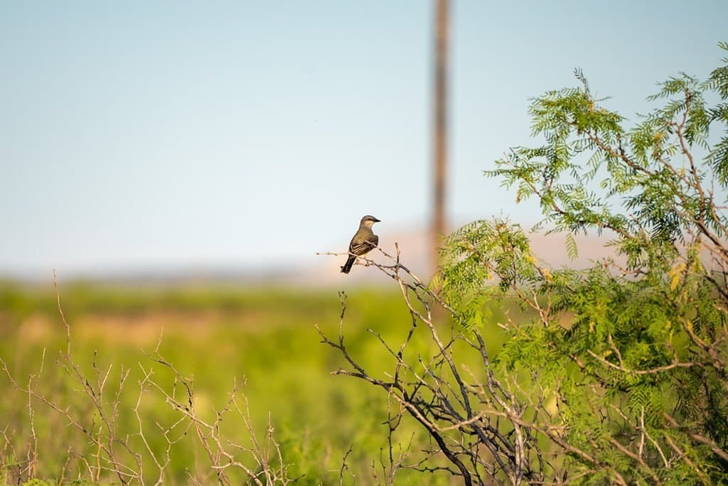 644 acres in Pecos County gallery image 2