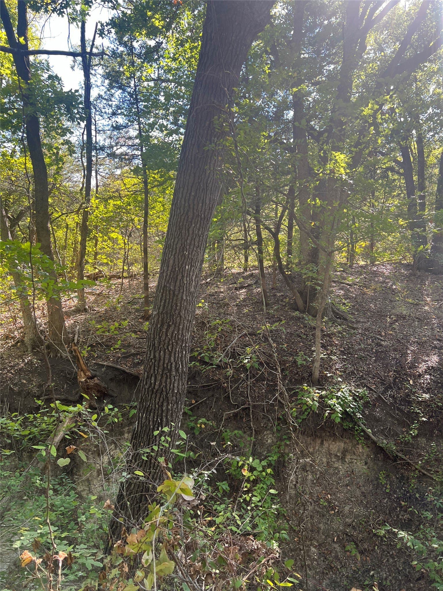 39.66 acres in Grayson County - photo 18