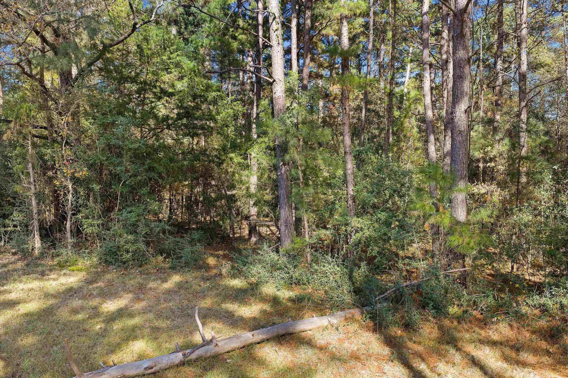 19.65 acres in Texas County featured view