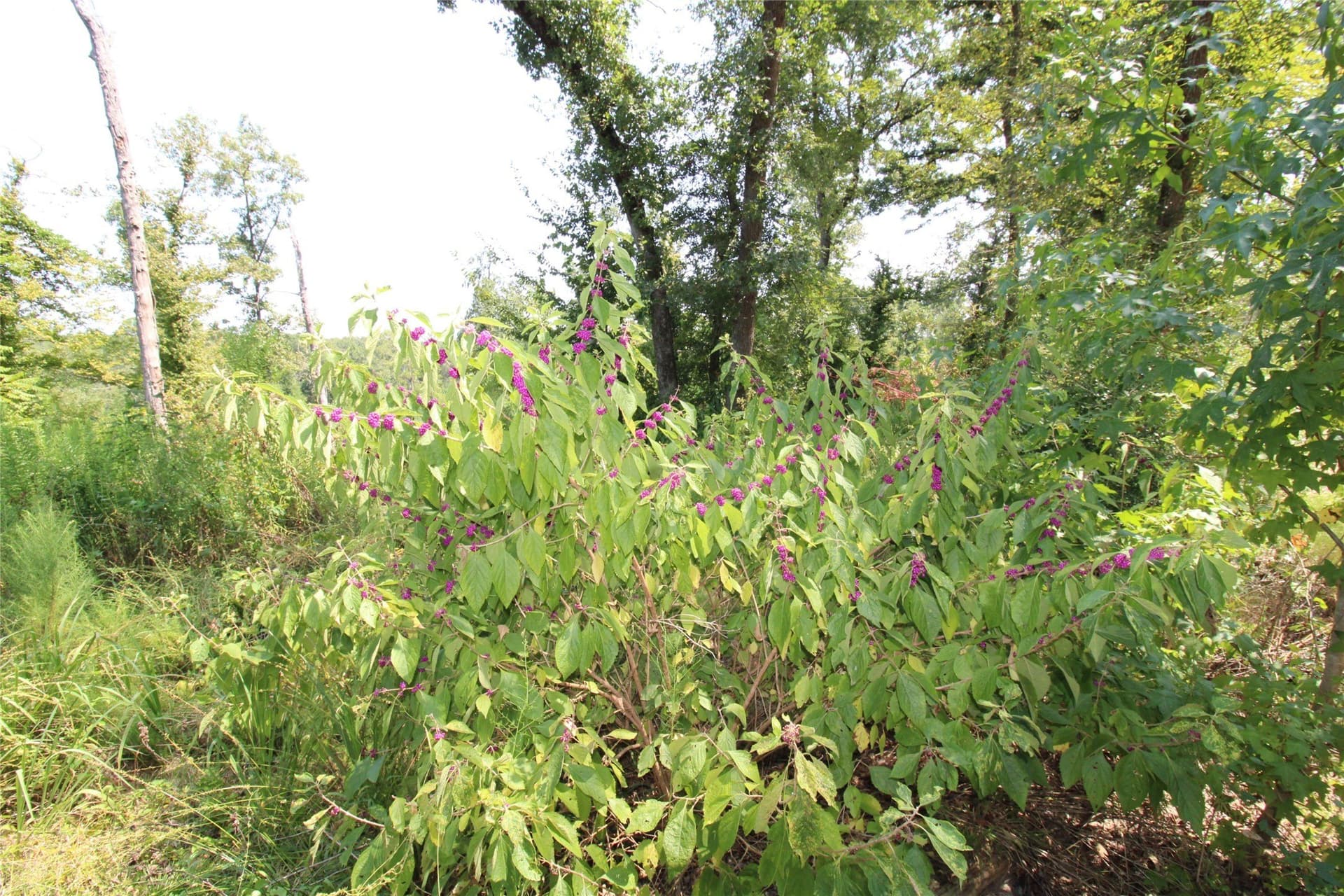 371.57 acres in Cherokee County - photo 13