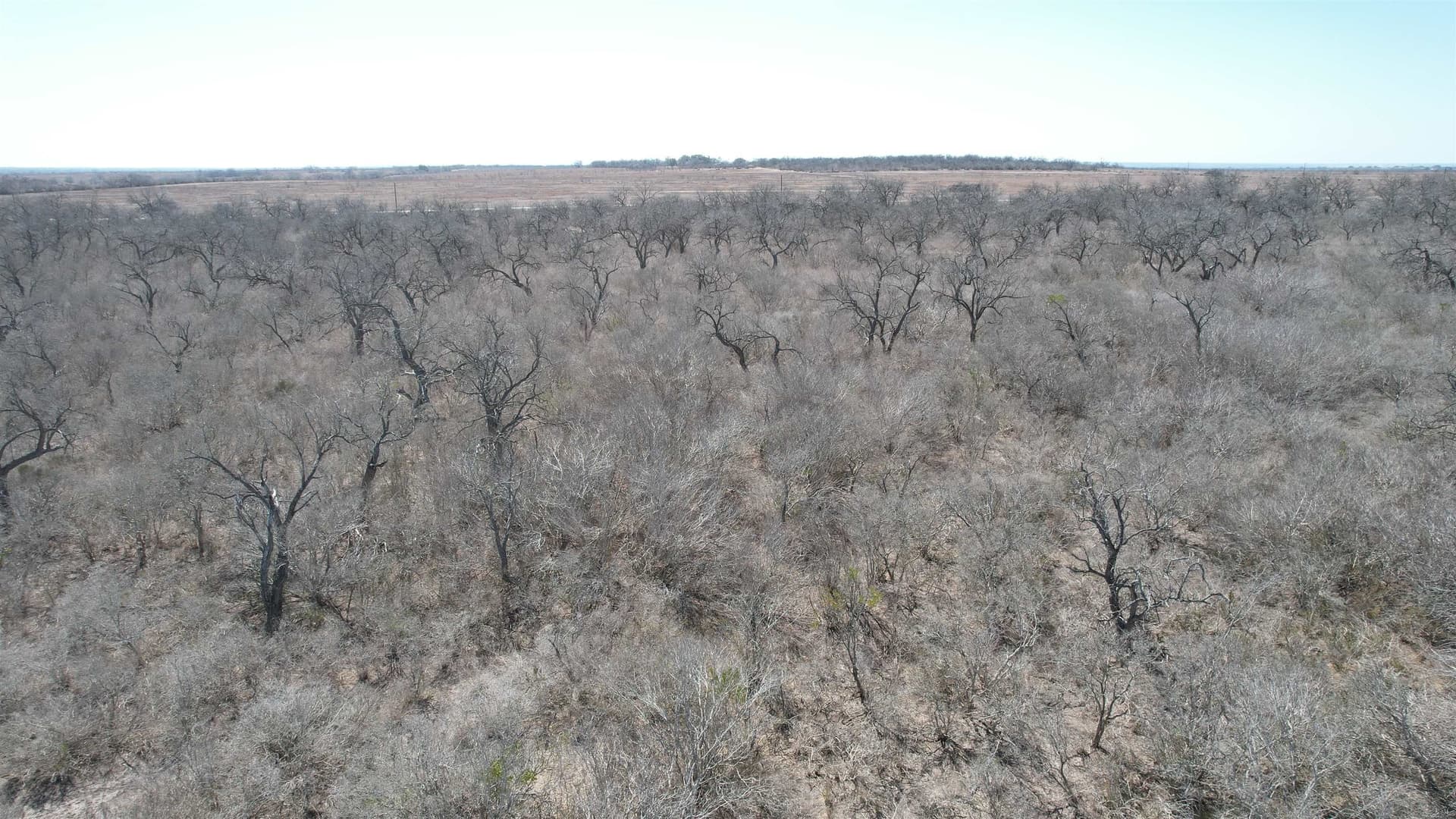 10.01 acres in Live Oak County - photo 10