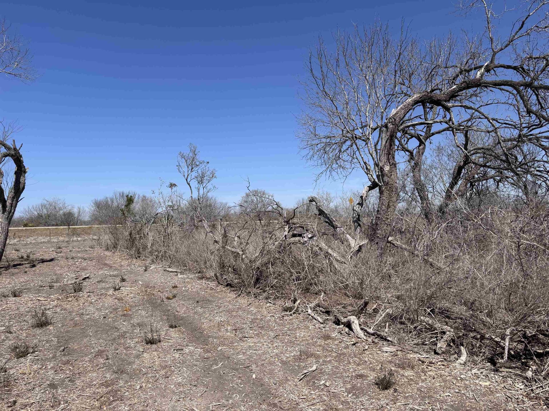 10.01 acres in Live Oak County - photo 6