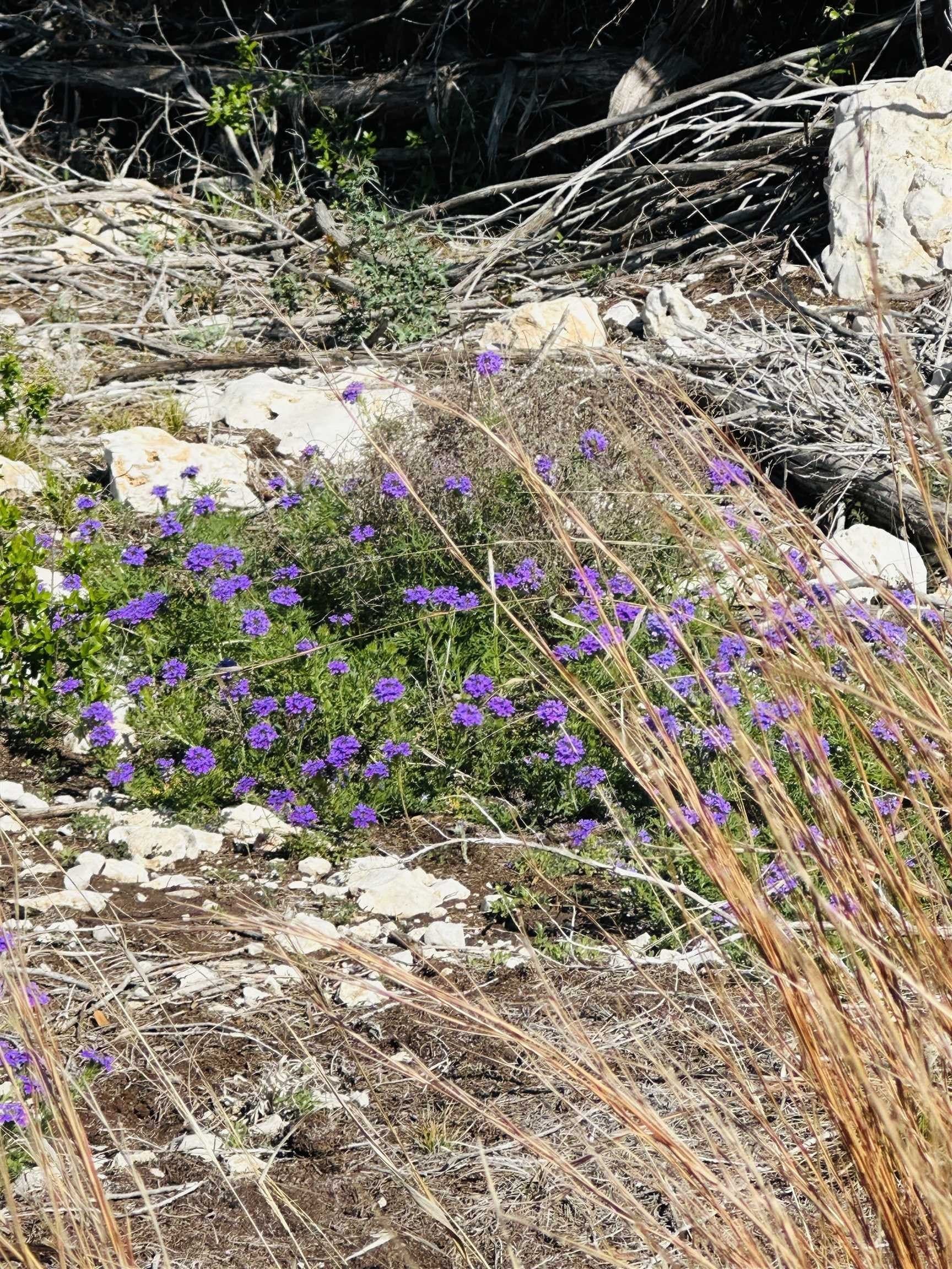 35.38 acres in Burnet County featured view