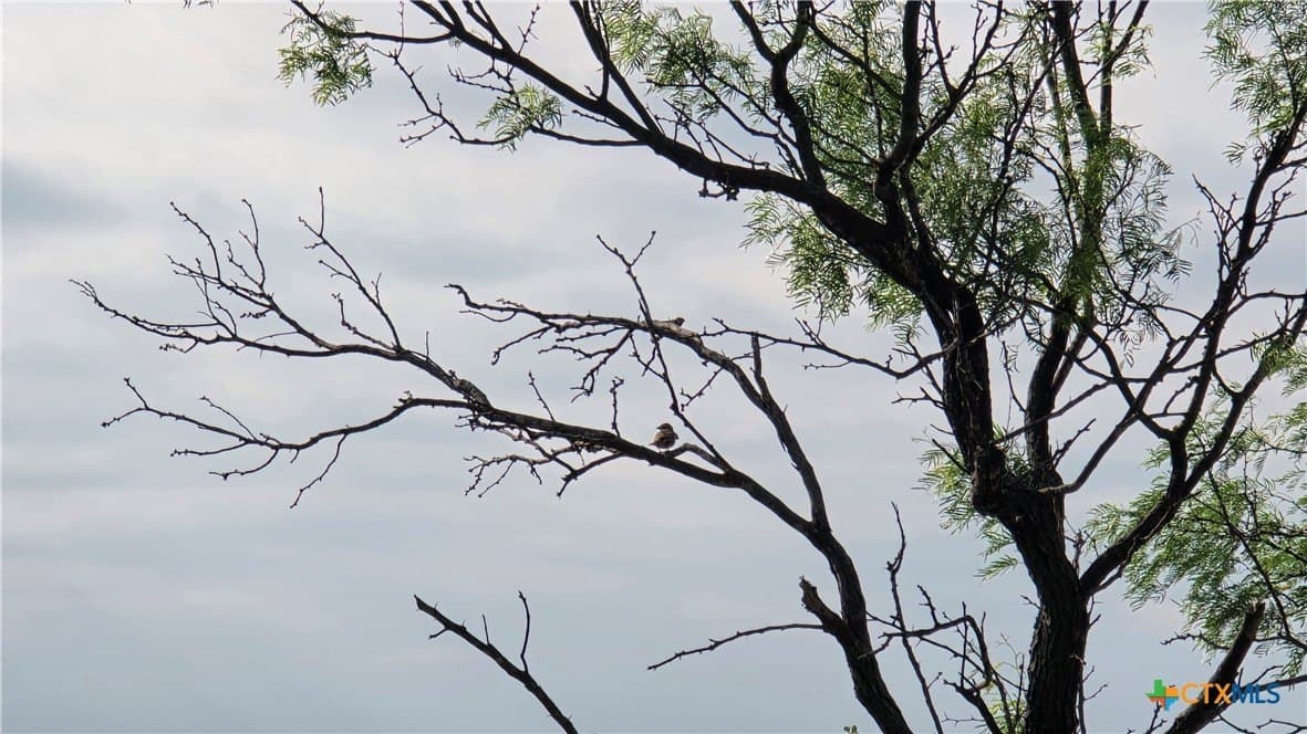 10.1 acres in Coryell County gallery image 4