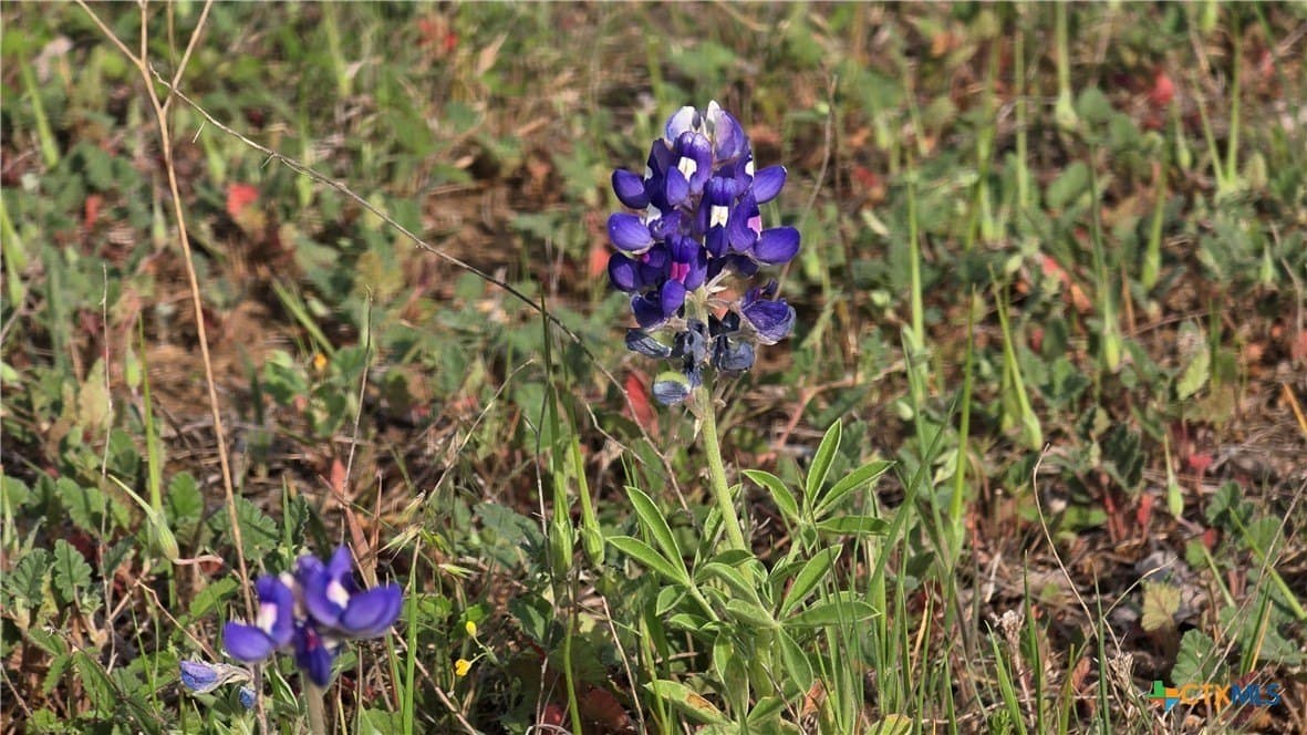 10.1 acres in Coryell County gallery image 2