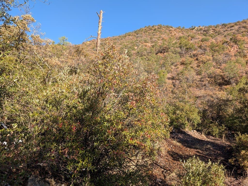 15.31 acres in Jeff Davis County gallery image 4