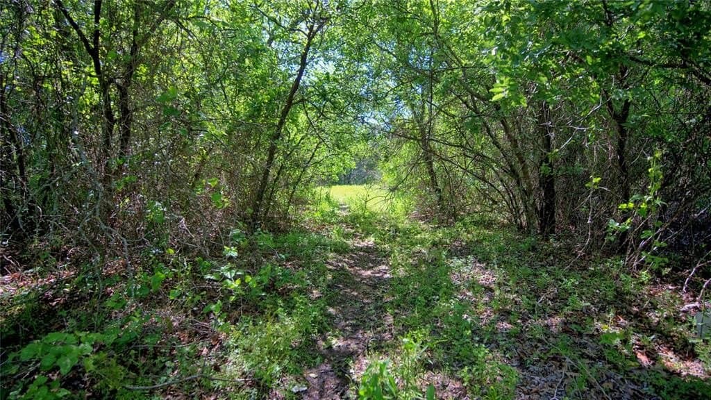 10.5 acres in Wise County gallery image 4