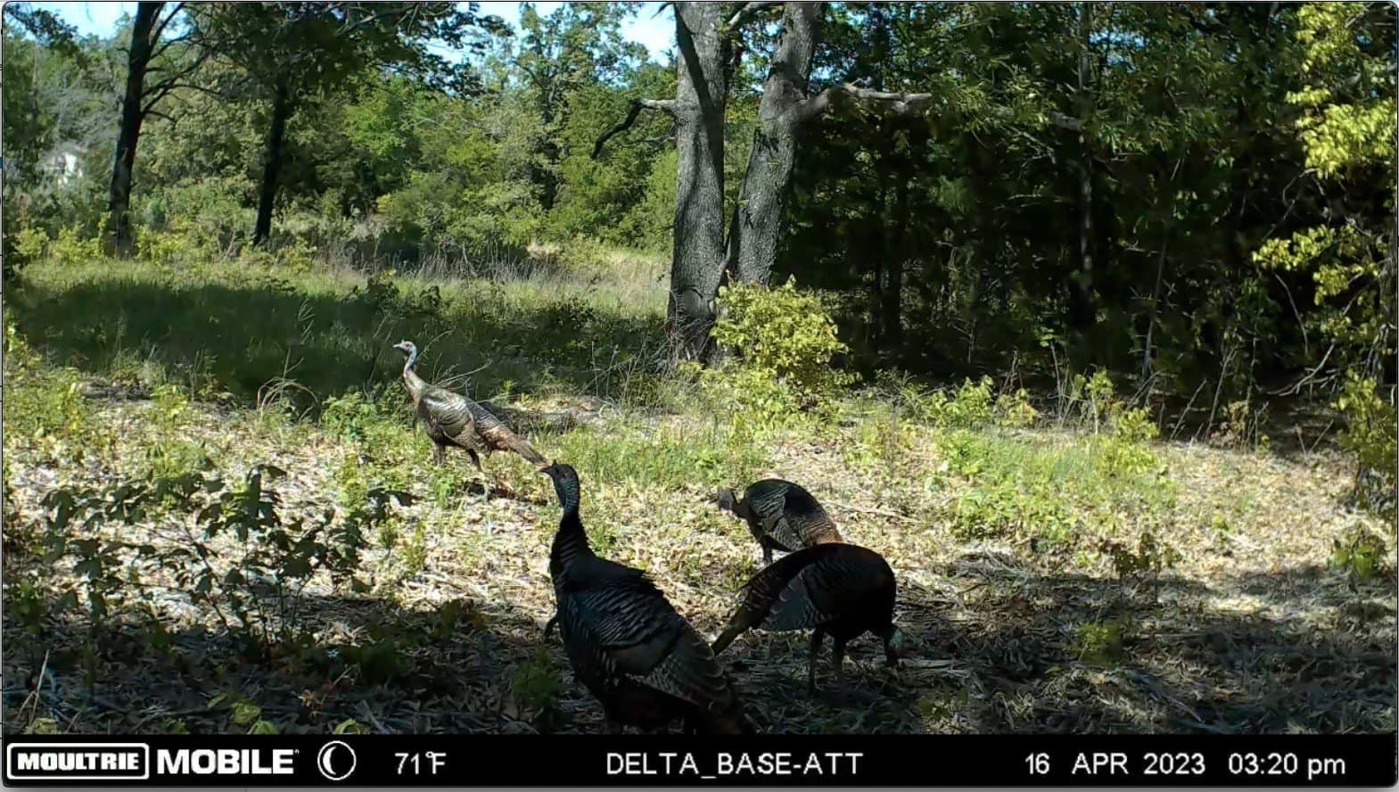 35.12 acres in Lamar County gallery image 4