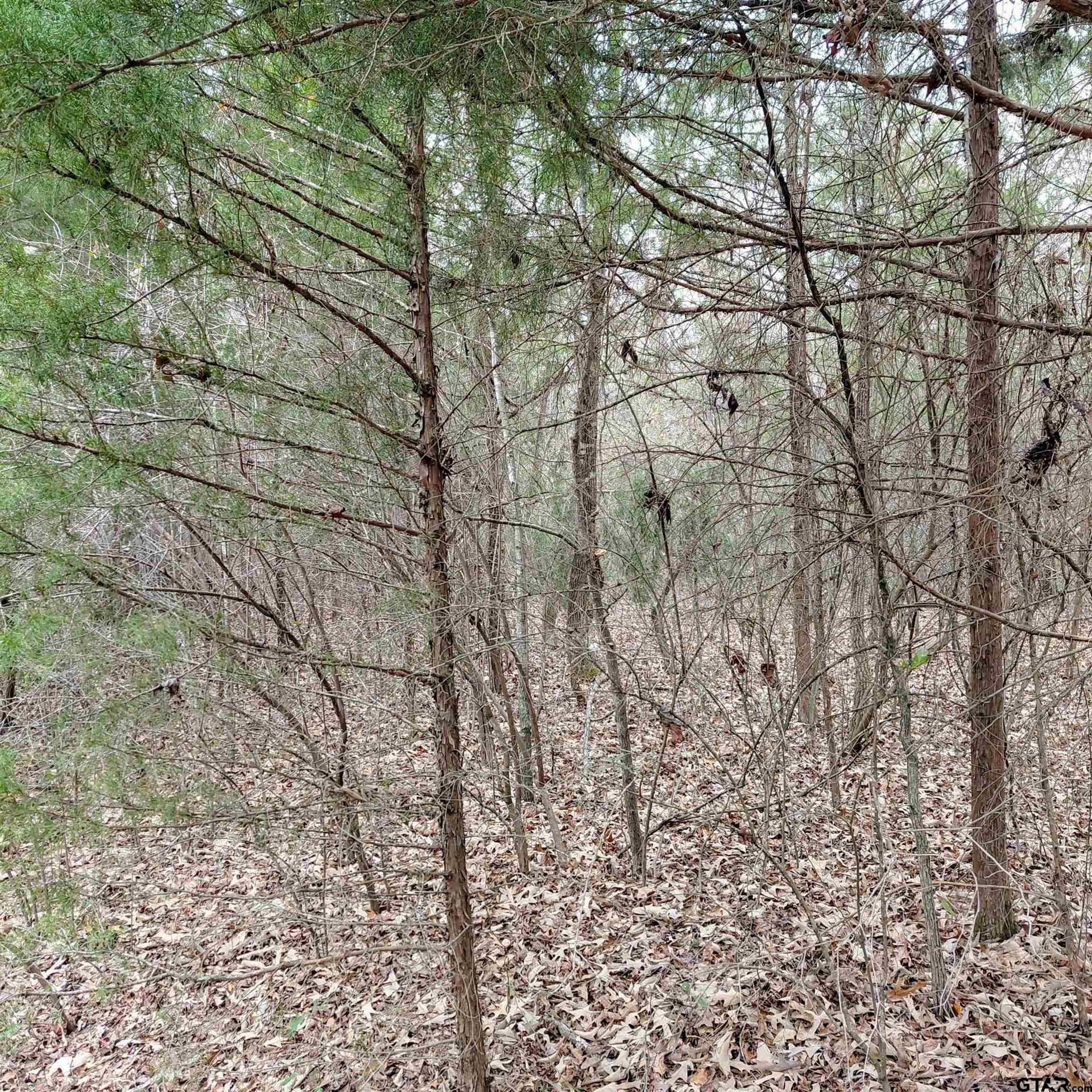 46.6 acres in Bowie County gallery image 4