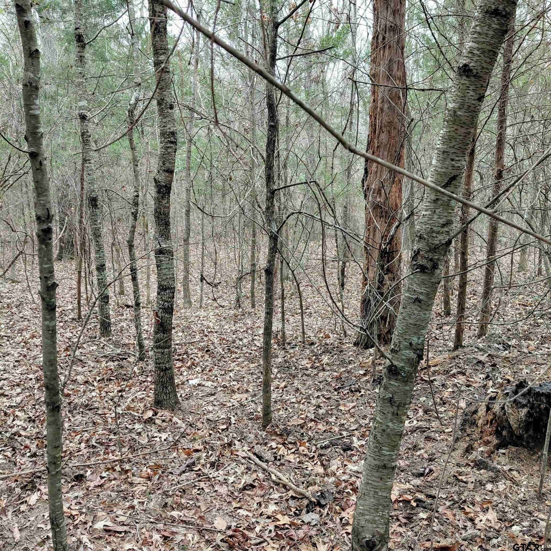 46.6 acres in Bowie County featured view