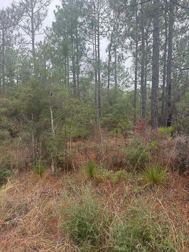 0.51 acres in Texas County - photo 4