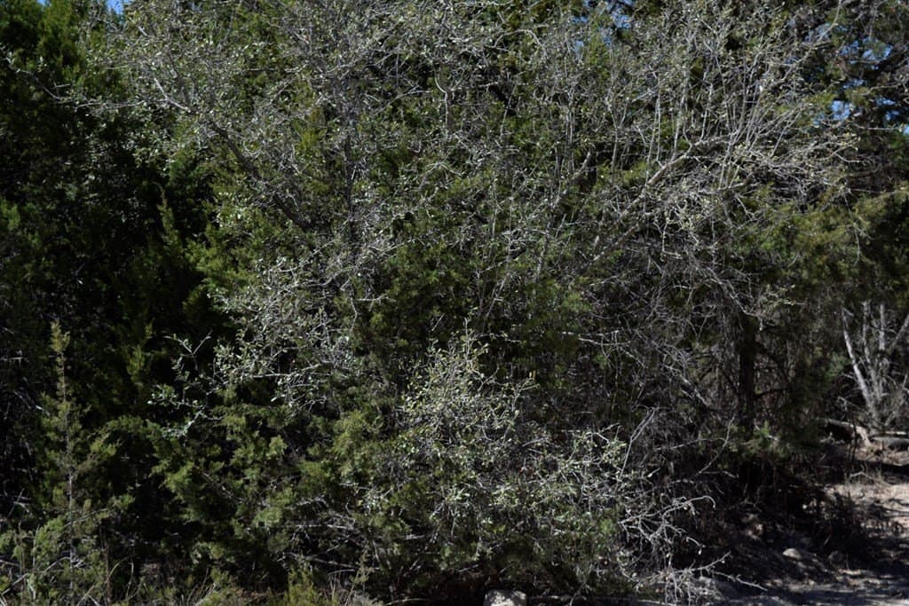 10 acres in Bandera County - photo 7
