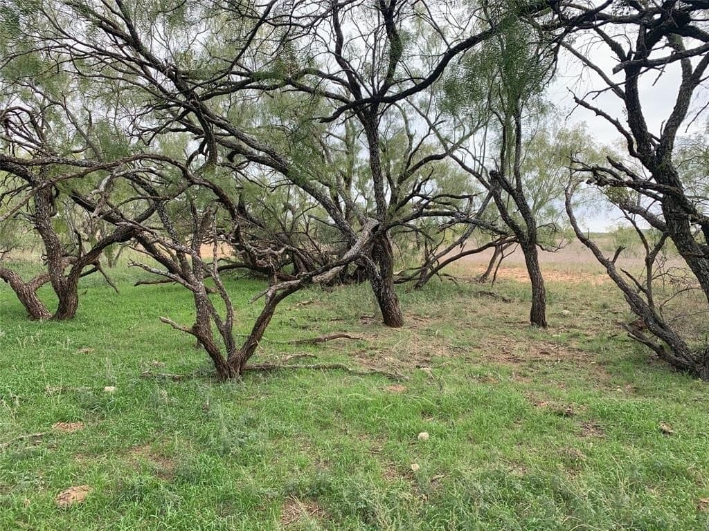 100 acres in Nolan County featured view