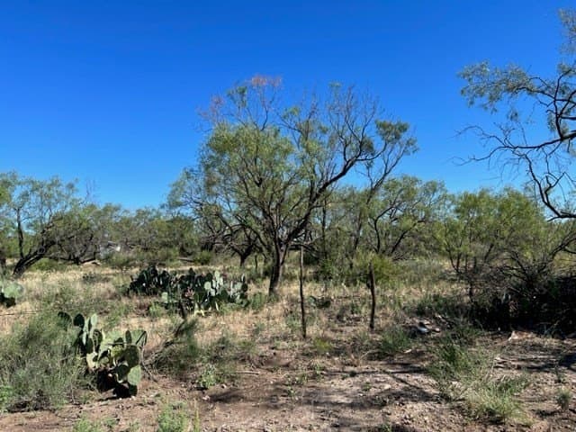113.45 acres in Concho County gallery image 3