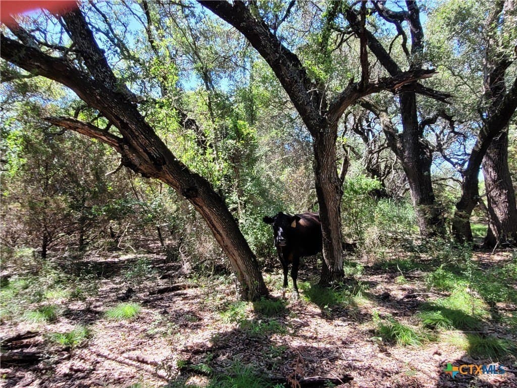 575 acres in Lampasas County - photo 6