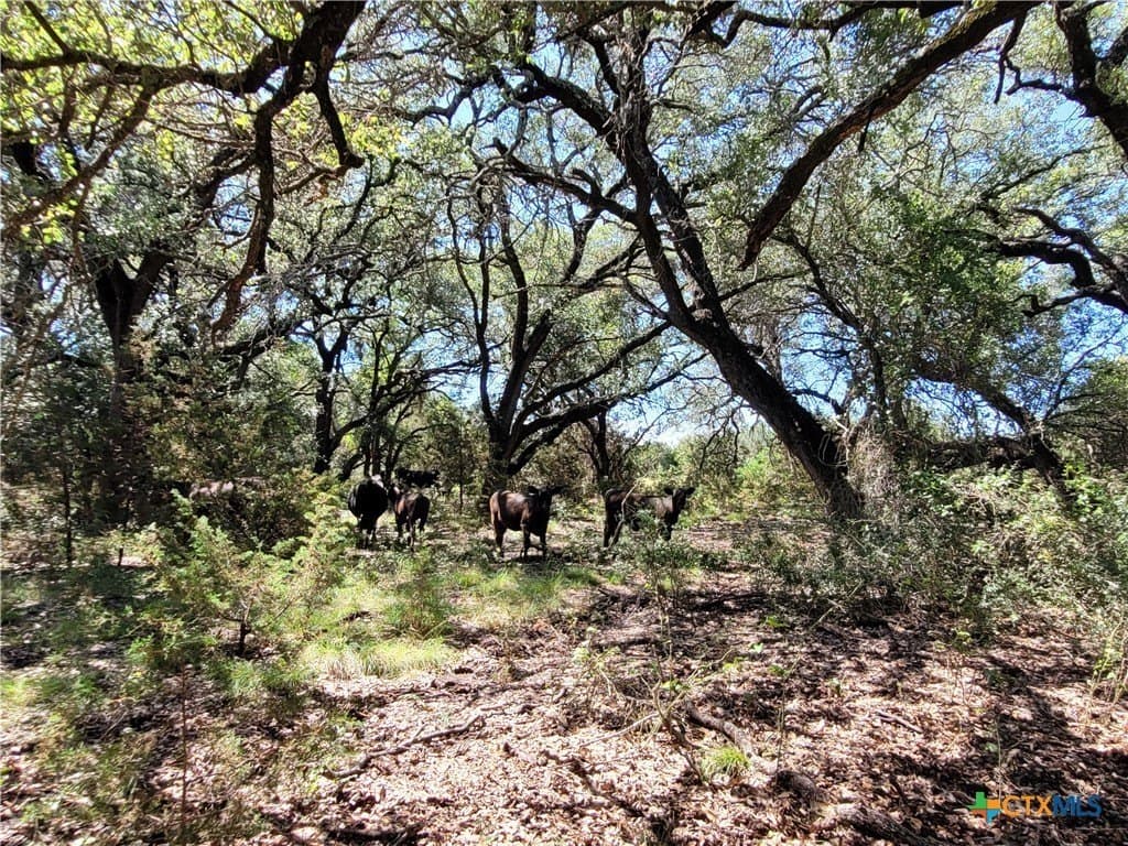 575 acres in Lampasas County featured view