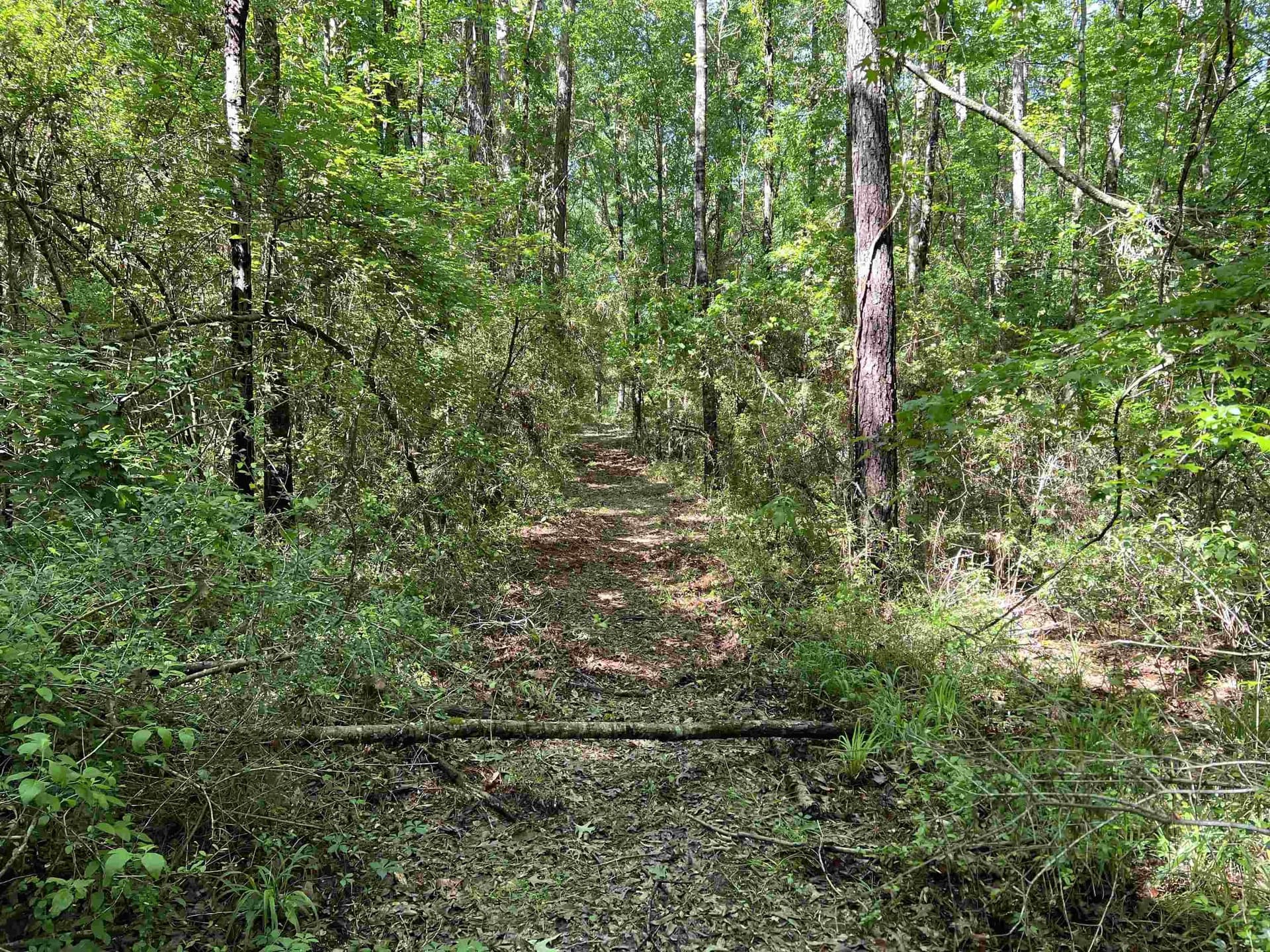 28.25 acres in Panola County - photo 6