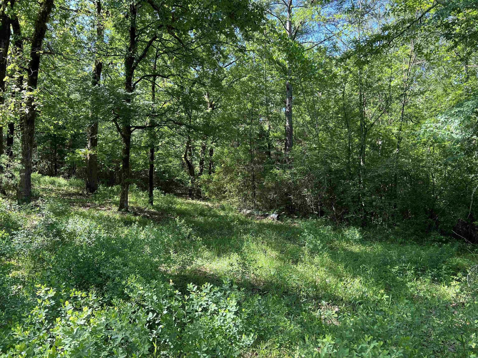 28.25 acres in Panola County - photo 5