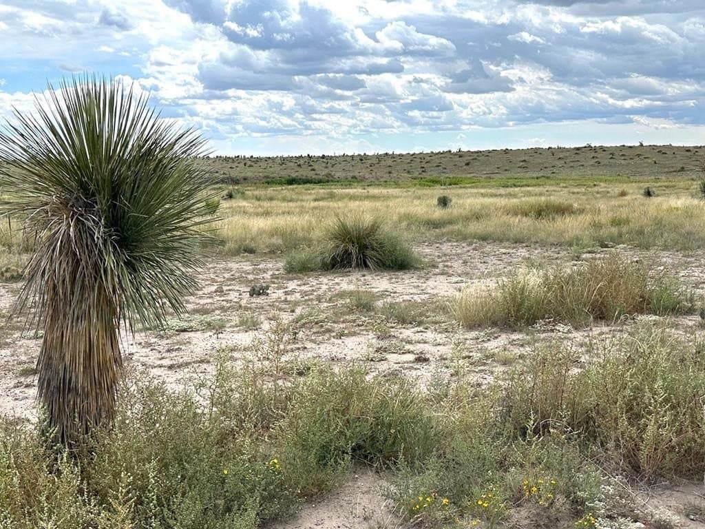 5 acres in Presidio County