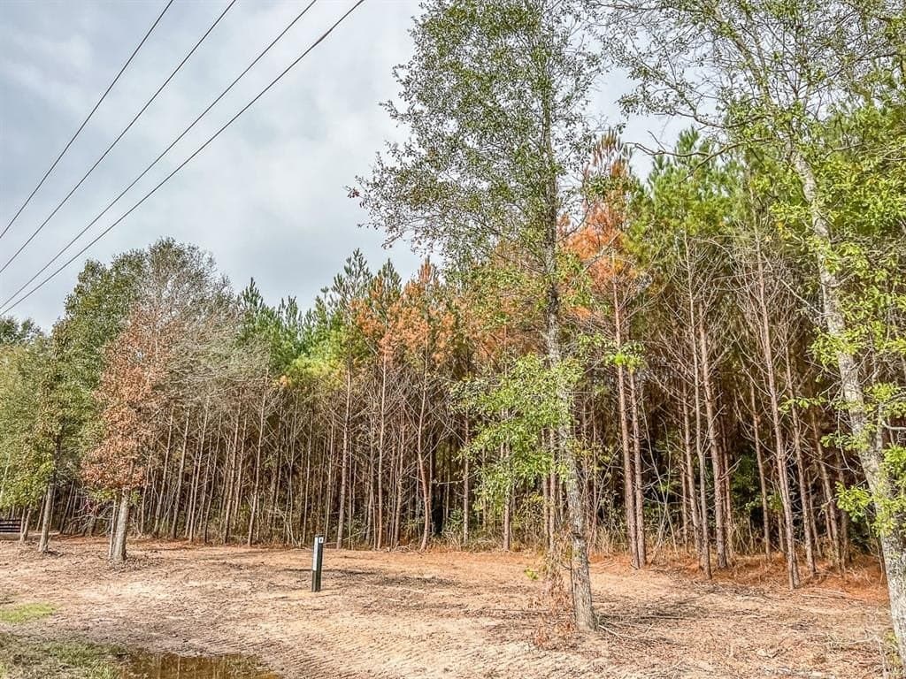 3.2 acres in Liberty County gallery image 4