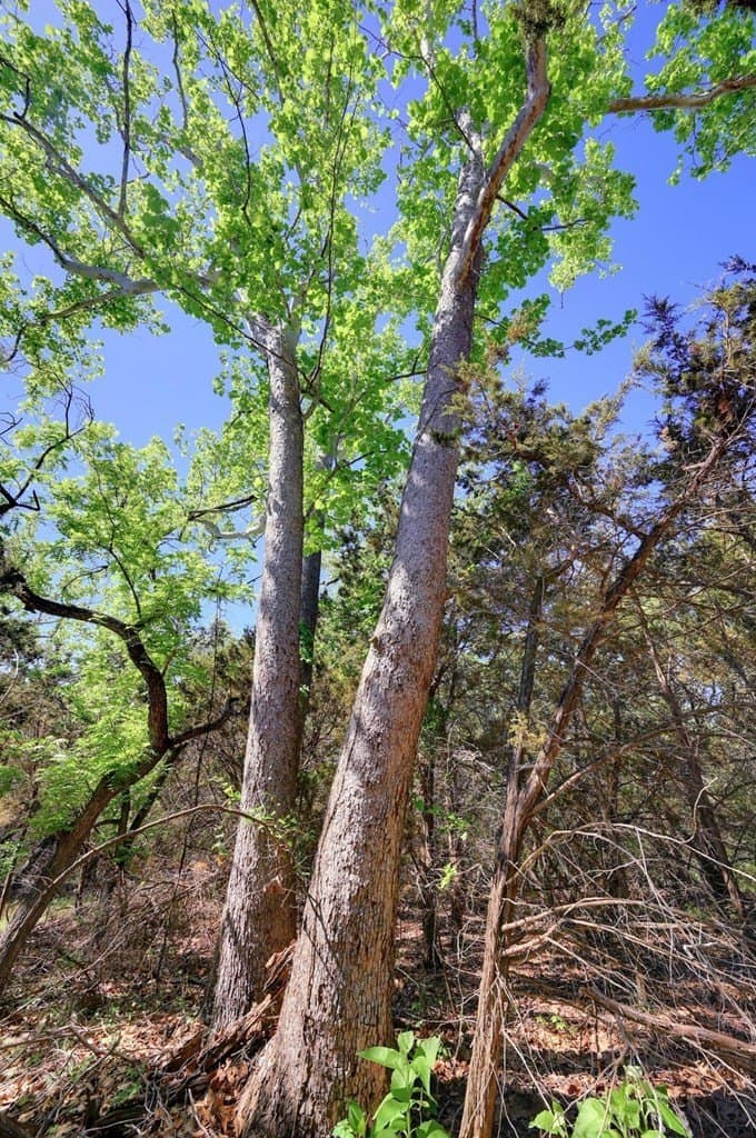 18.02 acres in Comal County - photo 9