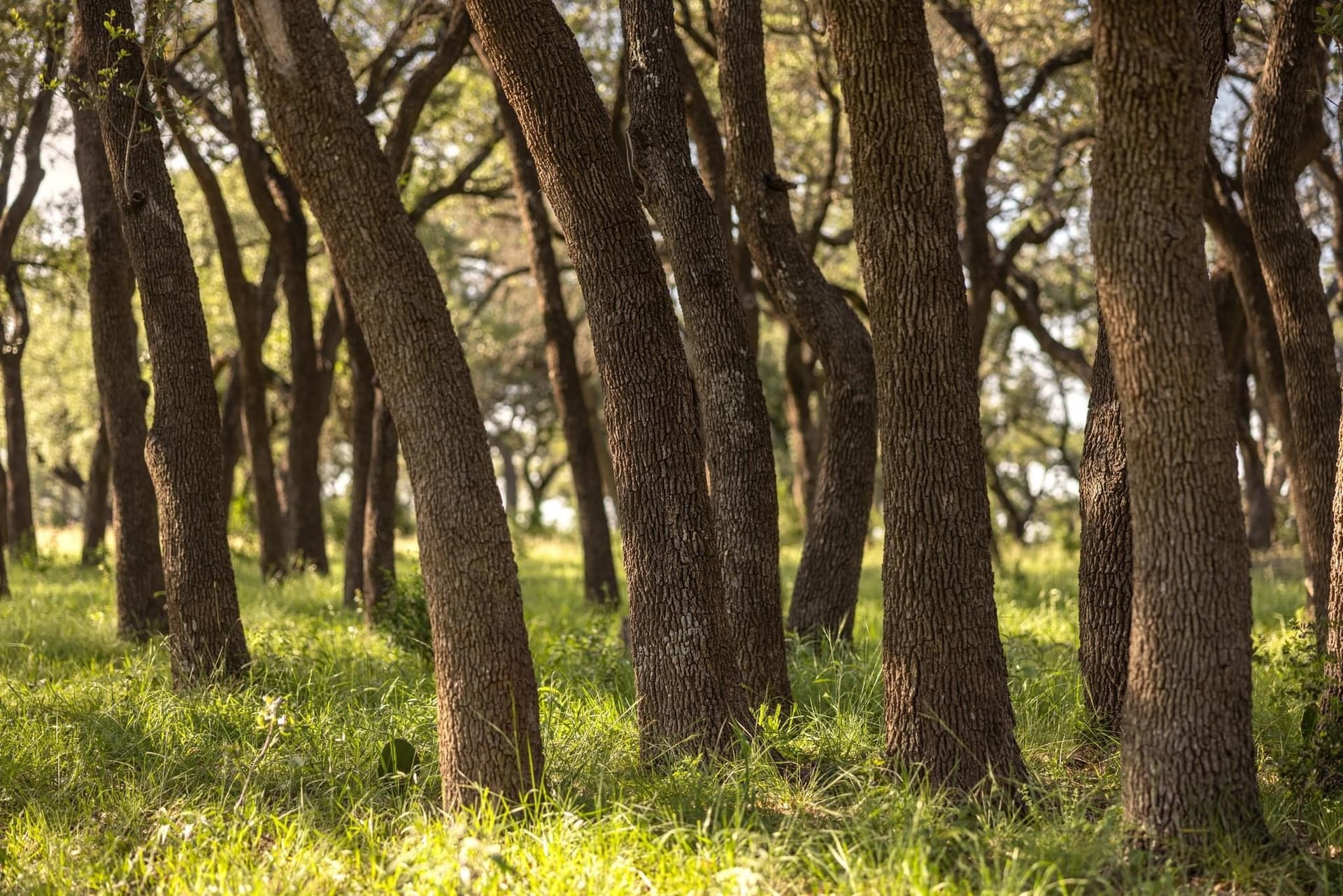 530 acres in Blanco County - photo 15