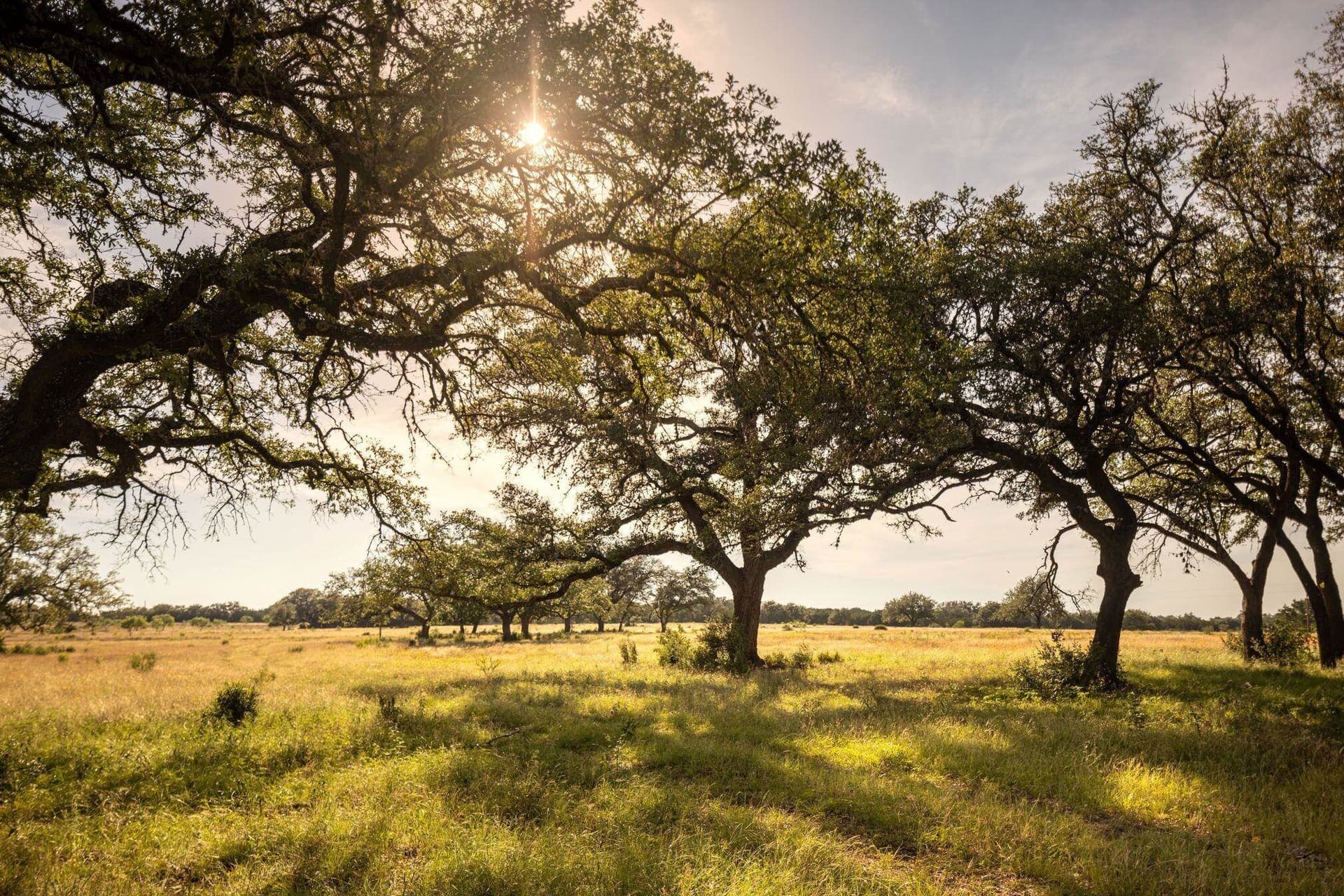 530 acres in Blanco County - photo 18