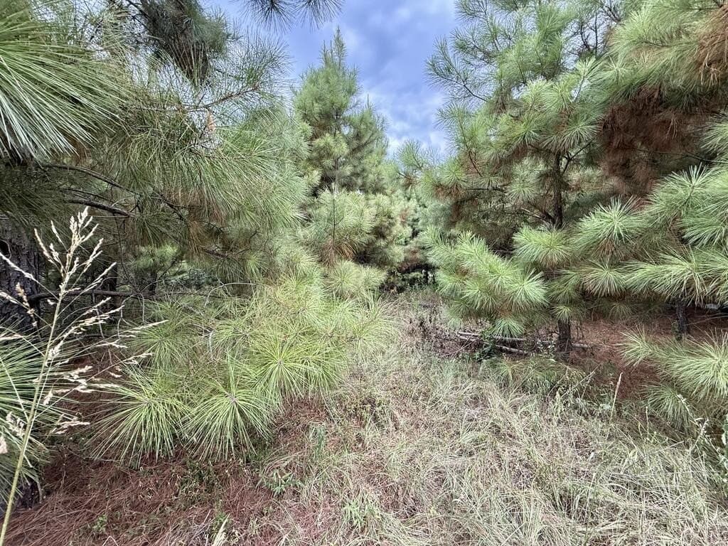 0.29 acres in Texas County - photo 4