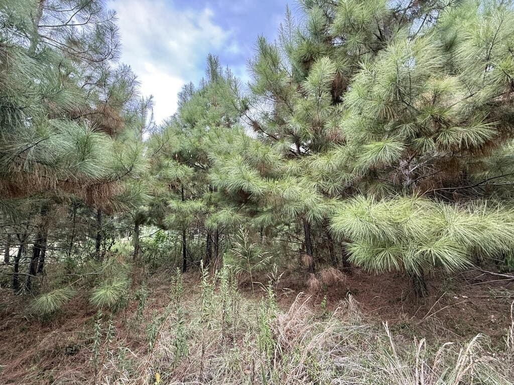 0.29 acres in Texas County - photo 3
