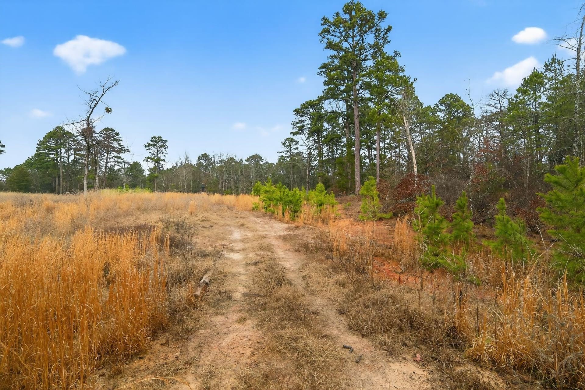 3.84 acres in Wood County - photo 12