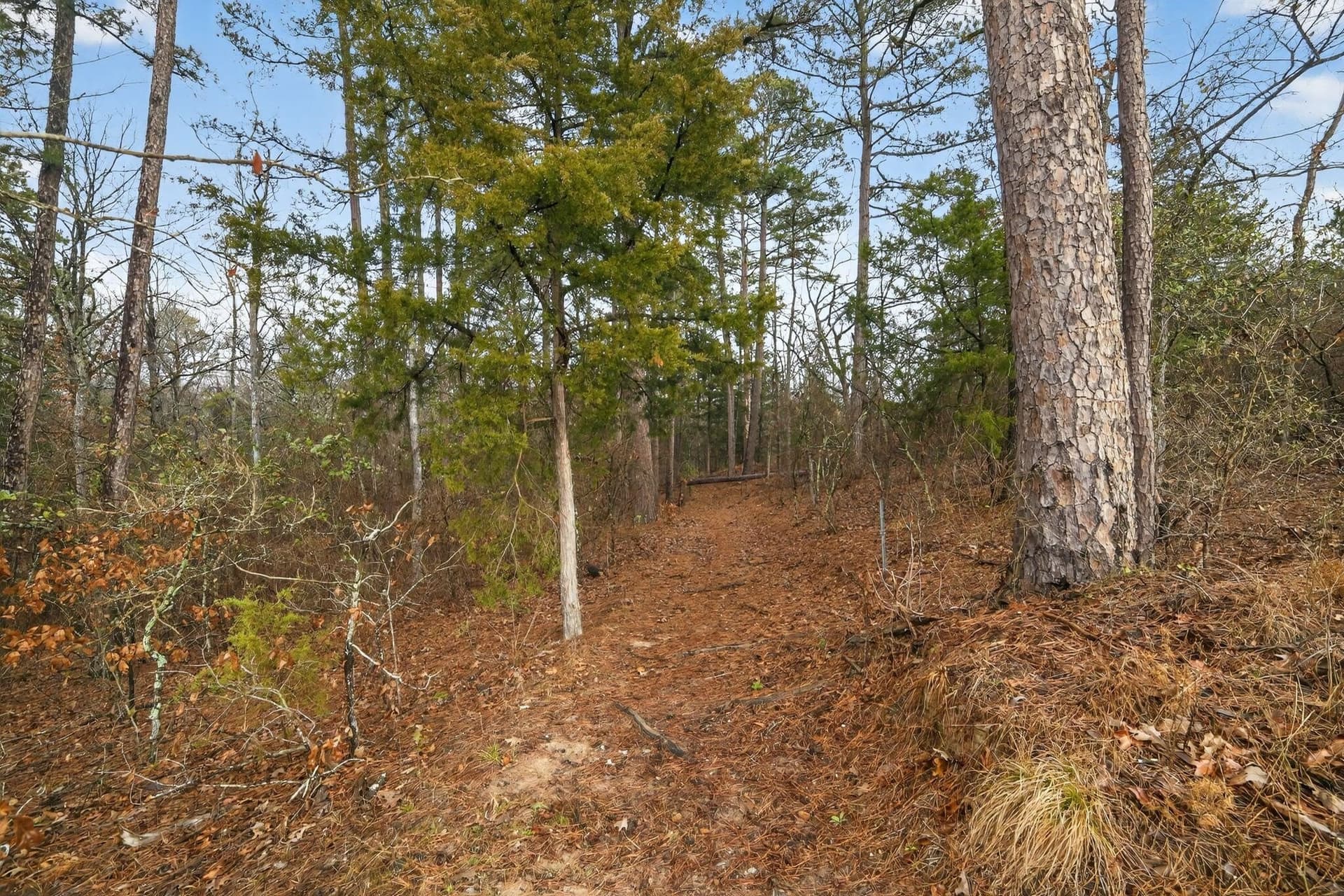 3.84 acres in Wood County - photo 18