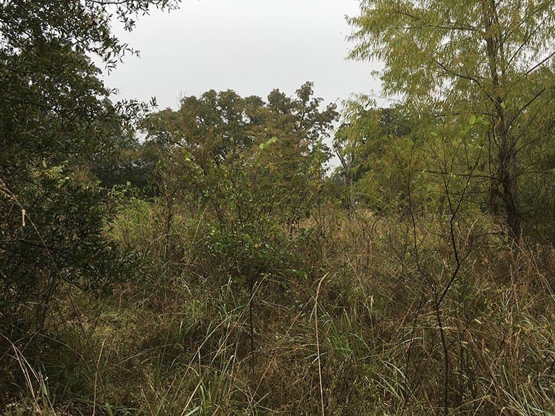 8.39 acres in Rains County - photo 16