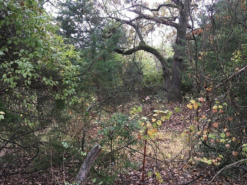 8.39 acres in Rains County - photo 10
