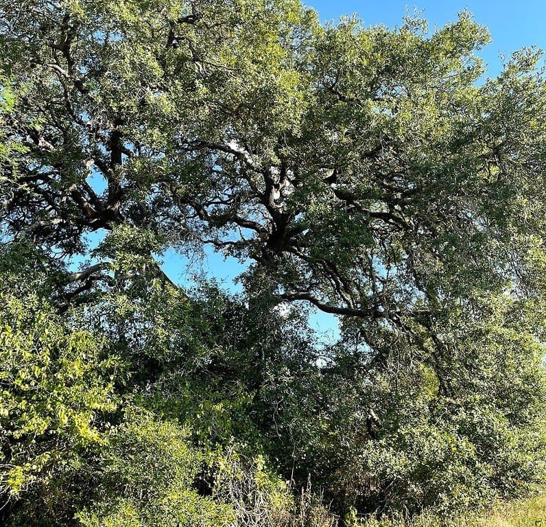 25.56 acres in Lavaca County - photo 8