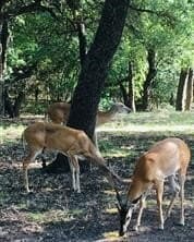 0.34 acres in Hill County - photo 12