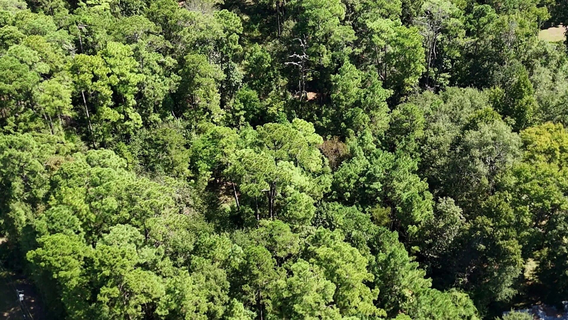 0.31 acres in Polk County - photo 16