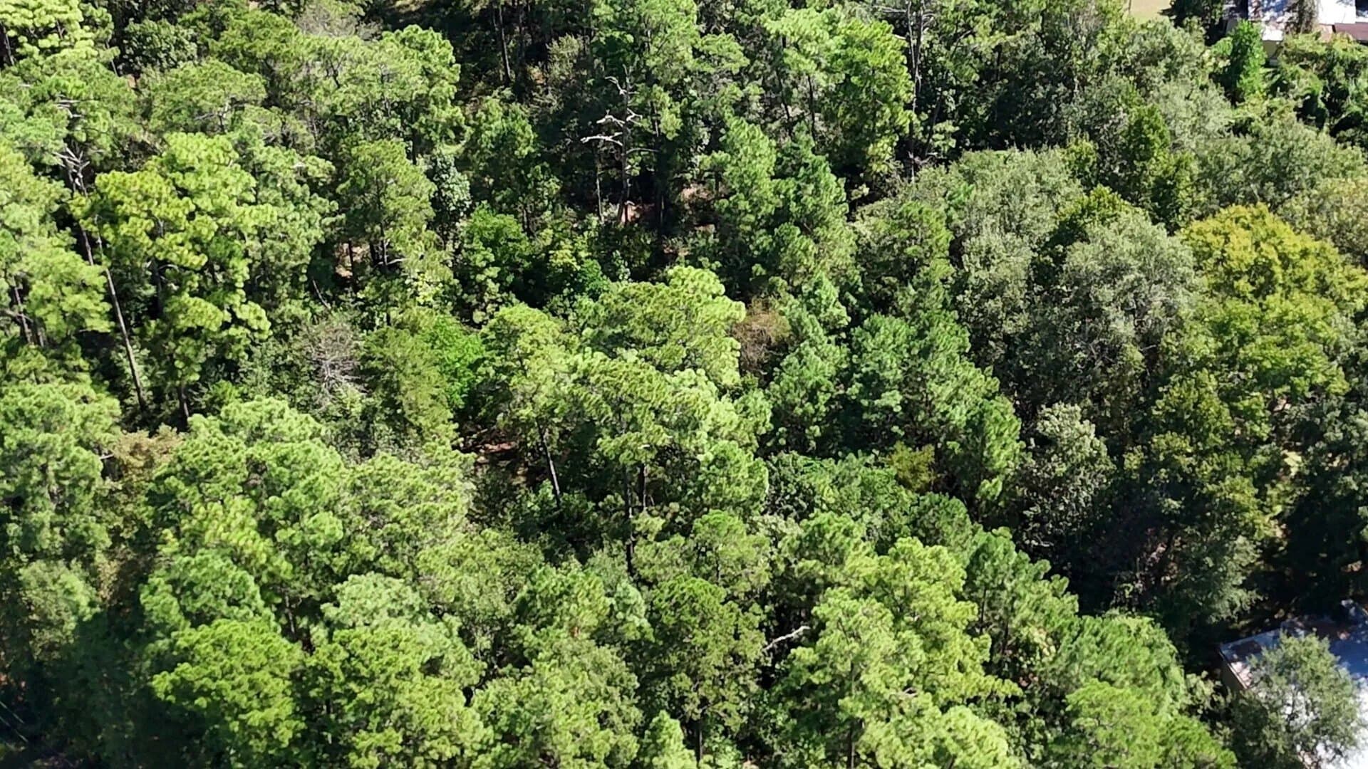 0.31 acres in Polk County - photo 15
