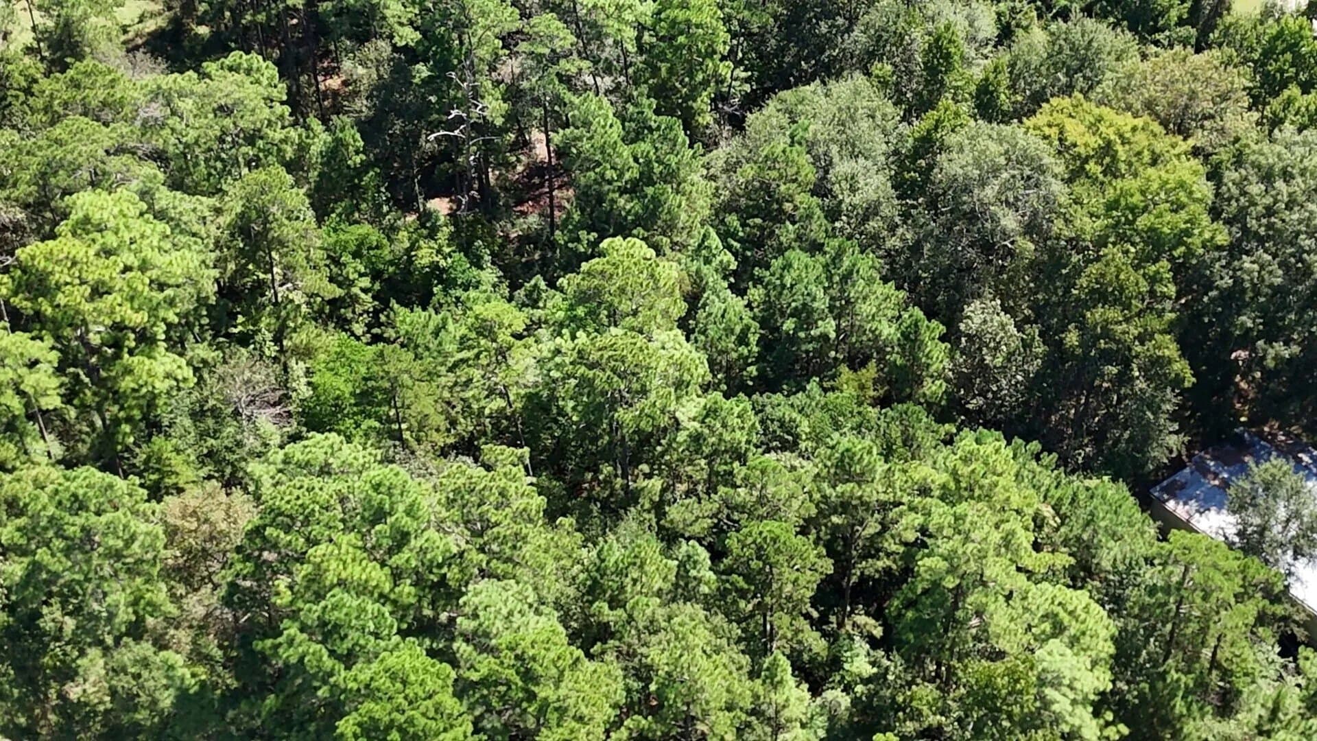0.31 acres in Polk County - photo 13